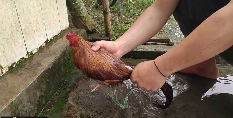Lý do nên tắm cho gà