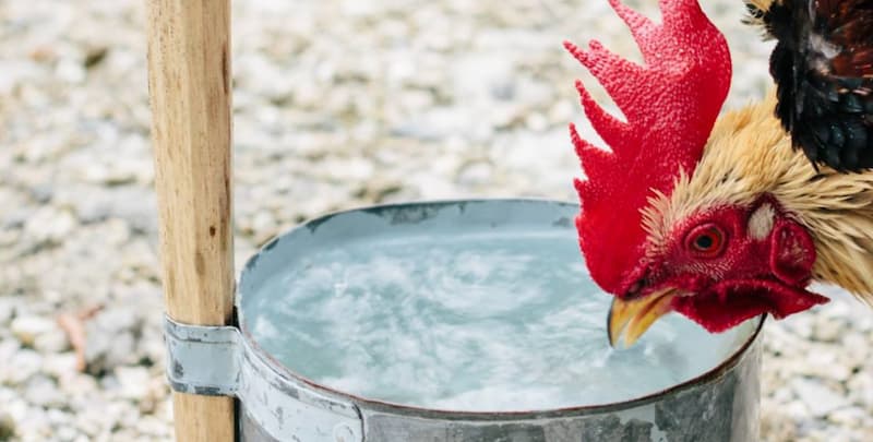 Nguyên nhân của việc gà uống nhiều nước là gì?