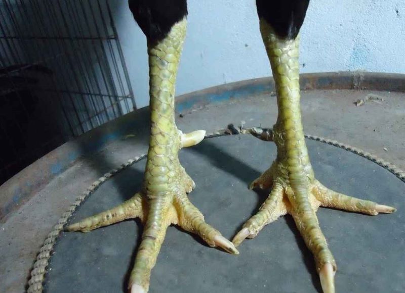Phân biệt giữa các loại gà có chân cua