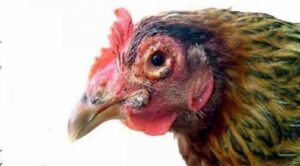 Nấm họng ở gà là gì?
