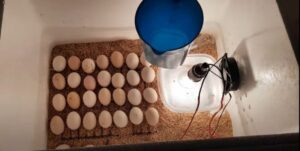 Bảo quản trứng gà để ấp chuẩn xác
