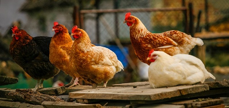 Giới tính - Yếu tố ảnh hưởng đến tuổi thọ của các giống gà