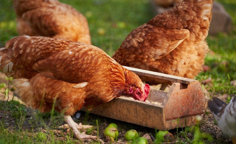 Thực phẩm chế biến từ thịt rất tốt cho gà
